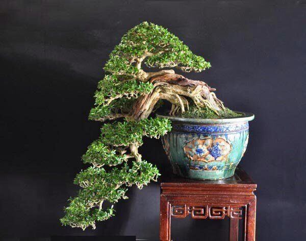 cay-nguyet-que-bonsai-dep