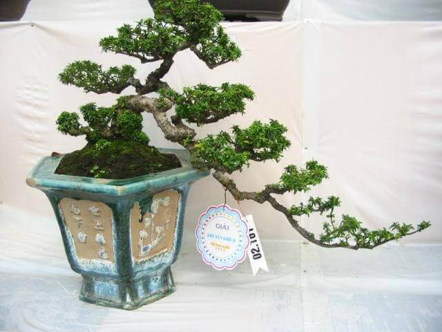 cay-nguyet-que-bonsai-dep