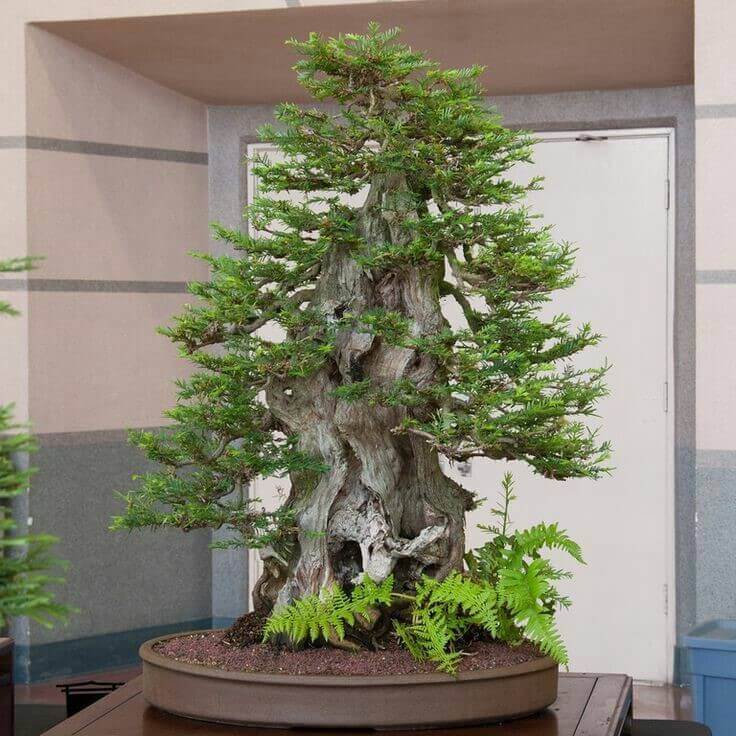 cay-nguyet-que-bonsai-dep