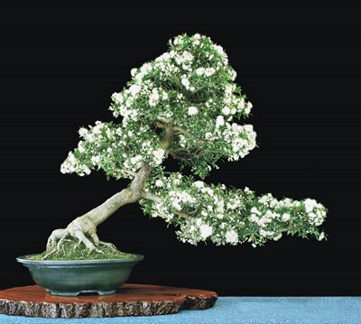 cay-nguyet-que-bonsai-dep