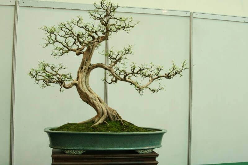 cay-nguyet-que-bonsai-dep