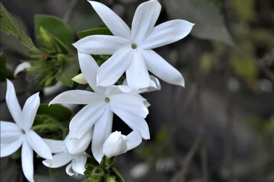 cay-nguyet-que-bonsai-dep