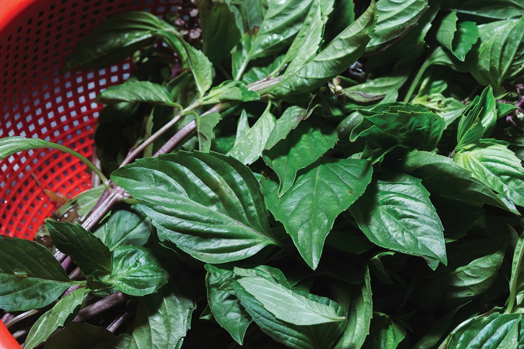 Fresh herbs play a pivotal role in how delicious Pho Cali