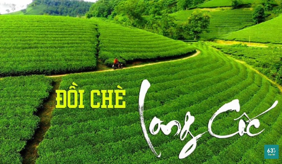 Đồi Chè Long Cốc - Thiên đường du lịch mới Phú Thọ