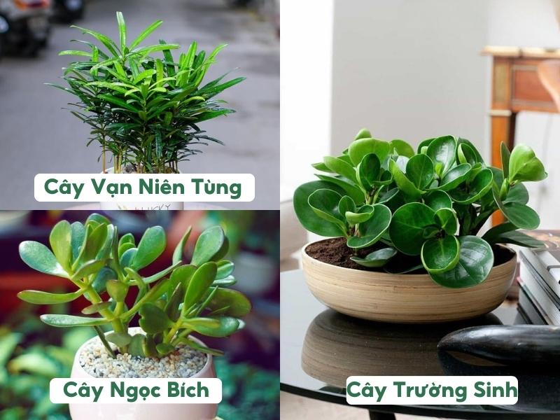 cây phong thủy phù hợp với mệnh Mộc