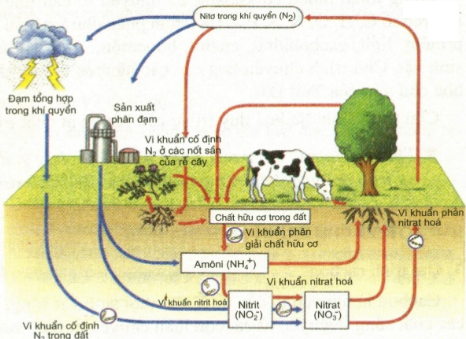 Ứng dụng của muối nitrat - bài 9 axit nitric và muối nitrat