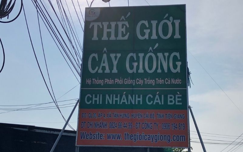 Thế Giới Cây Giống Chi Nhánh Cái Bè