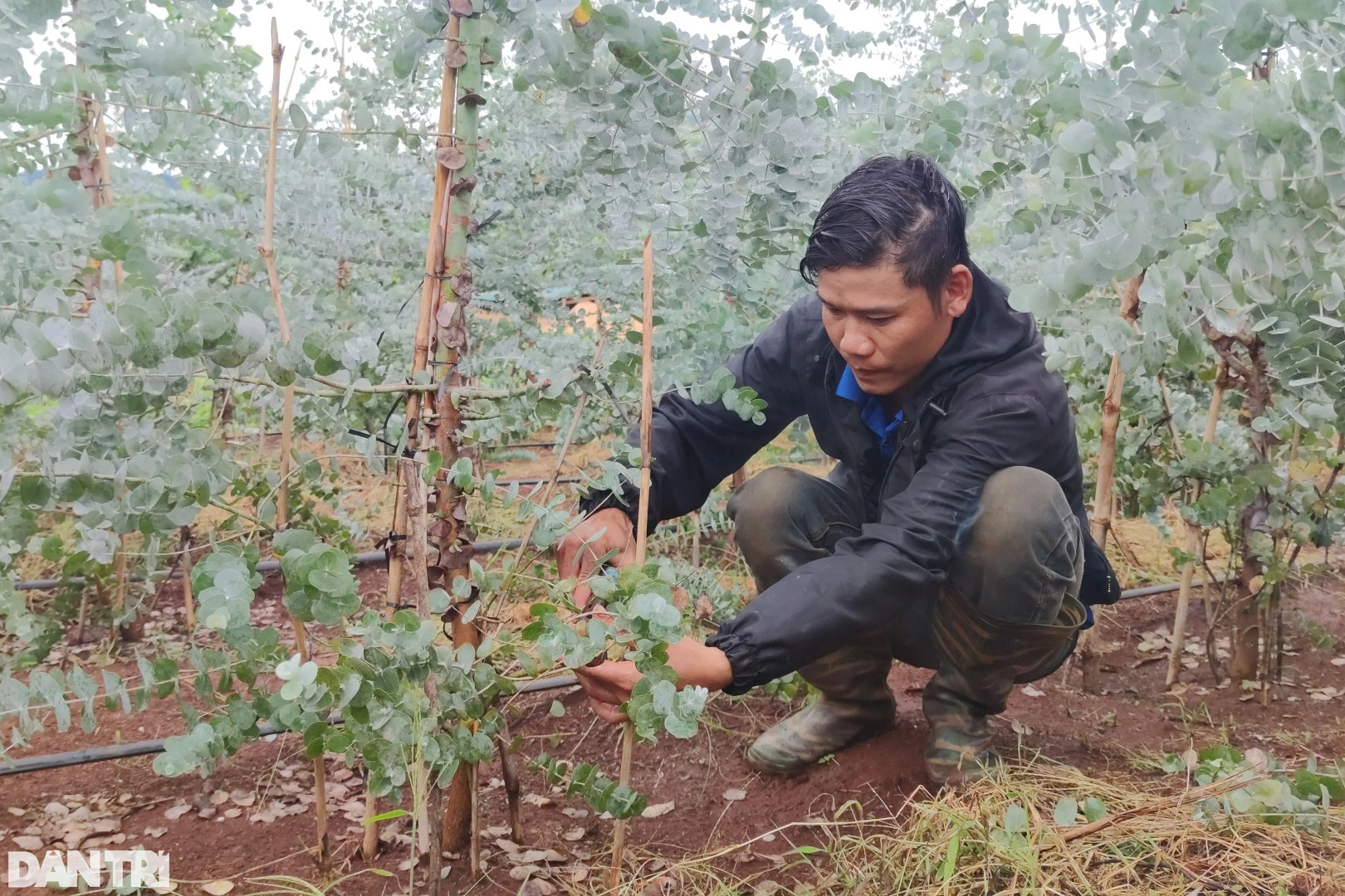 Chàng trai hái ra tiền nhờ cây đô la trồng trên vùng đất khó - 2