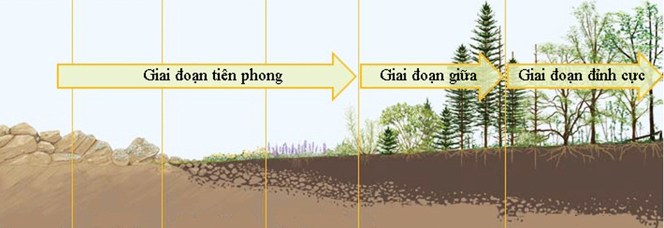 Diễn thế sinh thái nguyên sinh