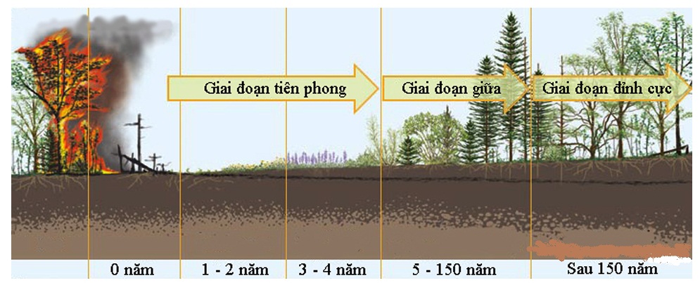 Khái niệm diễn thế sinh thái