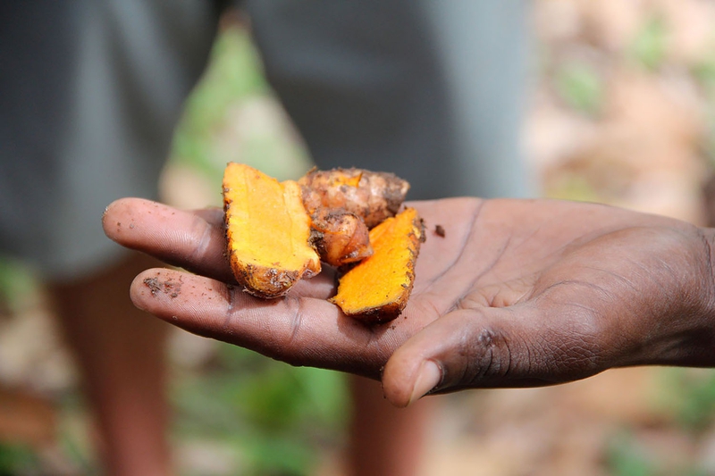 Turmeric Root là gì? Bất ngờ với tác dụng “độc đáo” của củ nghệ 4