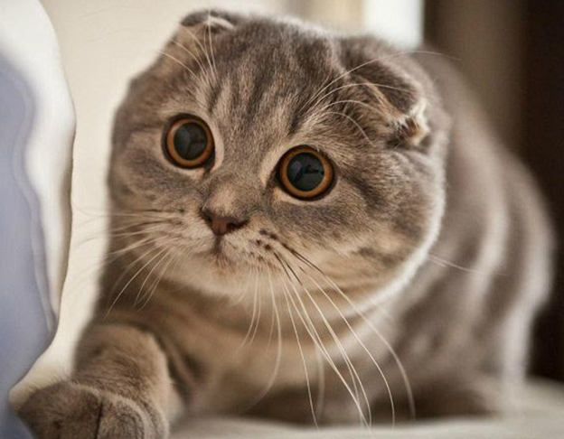 mèo Scottish Fold tai cụp